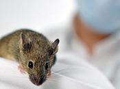 Japon scientifiques cloné souris partir d'une goutte sang