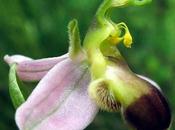 Variation Ophrys apifera var. bicolor