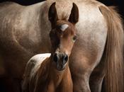 magnifiques photos studio animalieres Paul Croes