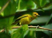 Paruline Dendroica petechia chez Tival Guadeloupe
