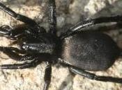 Biodiversité araignée inconnue France découverte dans Pyrénées