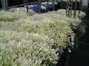 Sica Hyères présente fleurs d'été