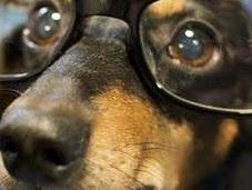 Google Glass pour chiens
