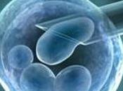 Cellules souches embryonnaires: recherche autorisée sous contrôle l'Agence Biomédecine