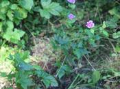 Geranium Inula, jolies sauvageonnes