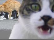 Yahoo touchera contenu Tumblr, juste l’indexation porno