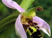 Variation Ophrys apifera hybride