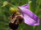 Pour finir avec Ophrys apifera