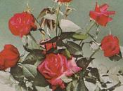 White Poppy Daydreaming