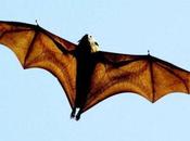 chimère espèces protégées