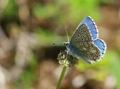 Quelques papillons l'année