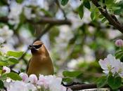 Jaseurs d'Amérique...