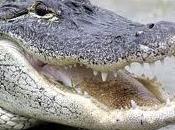 Mettre tête dans alligator
