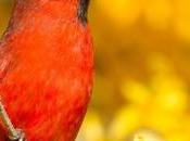 Photographier oiseaux