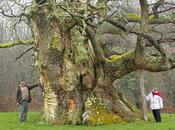 L’arbre l’année 2013