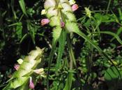 Melampyrum cristatum (Mélampyre crêtes)