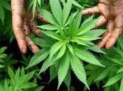 L'Uruguay s’apprête légaliser marijuana