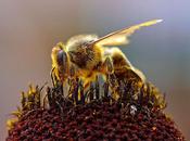 L'IMAGE JOUR: Abeille