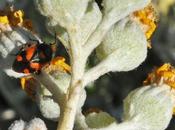 petite punaise rouge noire rencontrée Corse