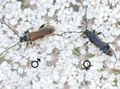 longicornes inféodés ombellifères...