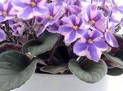 saint Paulia, conseils d'entretien