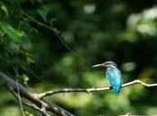 Martin-pêcheur poisson perché branche quelques battements d’ailes nid…