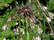 Allium oleraceum (Ail champs)