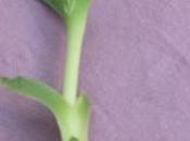 Bouturer Carpobrotus