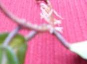 façon bouturer Hoya