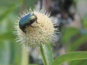 L'autre arbre papillons