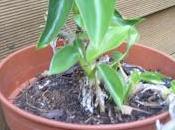 Bouture philodendron réussie