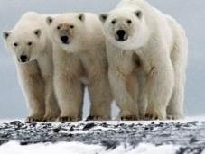 ours polaires chassés légalement chaque année