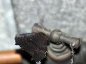 Papillons domestiques