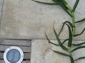 Bouturer Aloe Striatula