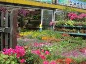 marché fleurs Hongqiao