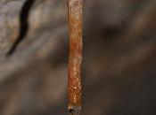 L'IMAGE JOUR: Stalactite