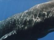 CLIMAT, OZONE, baleines aussi prennent coups soleil Nature Scientific Reports