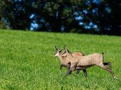 Deux chamois gambadant dans pâturage boisé Val-de-Travers…