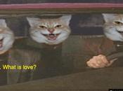 Procatinator jukebox vidéo aléatoire pour chats