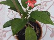 Jatropha Integerrima