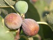 Figues, anis vert, azeite
