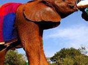 Parc national Tsavo paradis pour éléphants