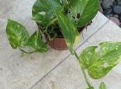 Bouture pothos reussie