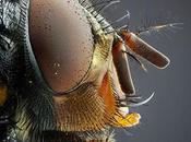 Macro photographie David Chambon