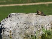 Bain soleil pour marmotte…