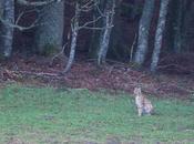 Première rencontre pleine d’émotion avec lynx petit matin dans clairière environs Val-de-Travers…