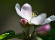 Fleurs pommier, souvenirs printemps...