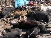Rebondissement sept 2013 génocide canin Roumanie
