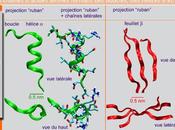 Soumission régulation dépliage protéines principe base signalisation intraprotéique dans modulaires