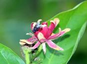 Calycanthus occidentalis